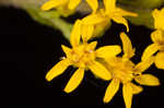 Wrinkleleaf goldenrod